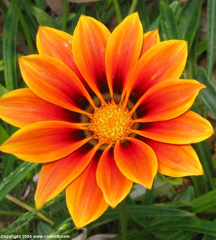 flower_picture_2.jpg